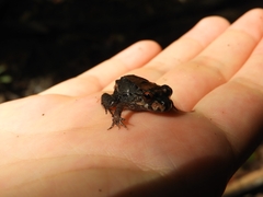 Leptodactylus savagei
