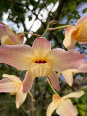 Dendrobium moschatum