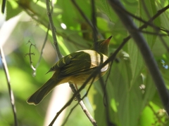 Mionectes oleagineus