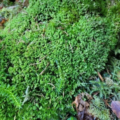 Calypogeia