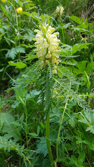 Pedicularis foliosa