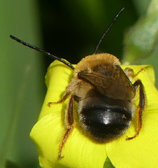 Eucera