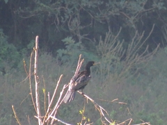 Nannopterum brasilianum