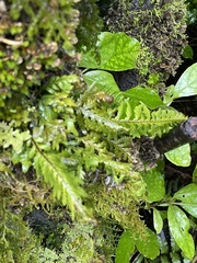 Notogrammitis heterophylla