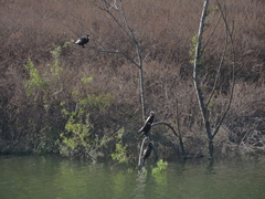 Nannopterum brasilianum