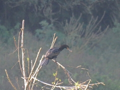 Nannopterum brasilianum