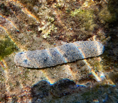 Holothuria atra