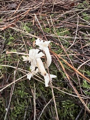 Clavulina rugosa