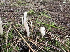 Clavulina rugosa