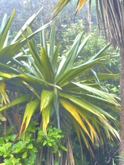Cordyline indivisa