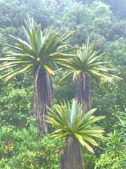 Cordyline indivisa