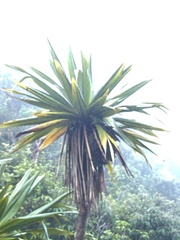 Cordyline indivisa