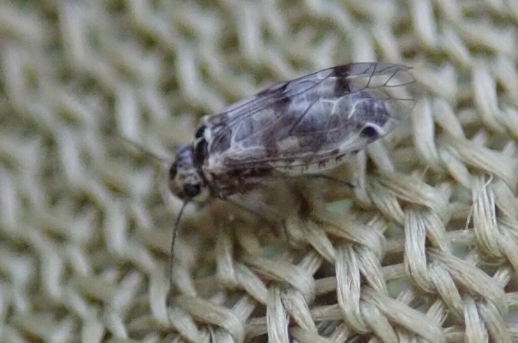 Blaste quadrimaculata