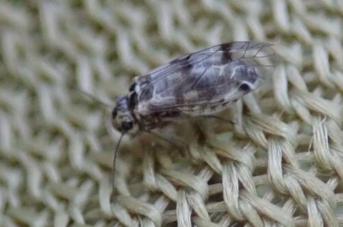 Blaste quadrimaculata