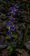 Ajuga reptans