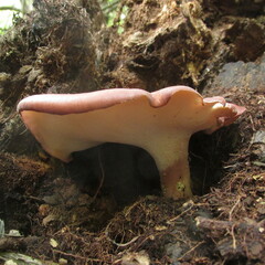 Echinochaete brachypora