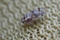 Psocomorpha
