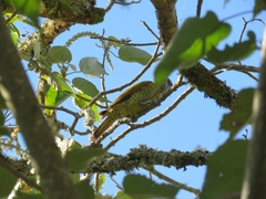 Colaptes rubiginosus