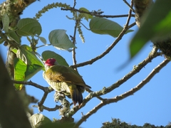 Colaptes rubiginosus