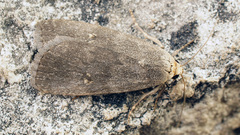Athetis correpta