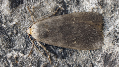 Athetis correpta