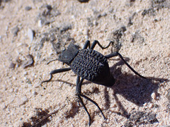 Philolithus aegrotus