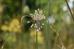 Allium carinatum