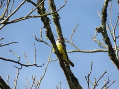 Tyrannidae