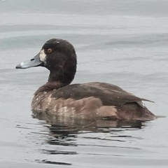 Aythya fuligula × marila