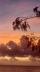 Casuarina equisetifolia