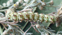 Cucullia artemisiae