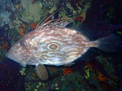 John Dory photo 5