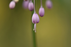 Allium carinatum