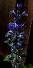 Ajuga reptans