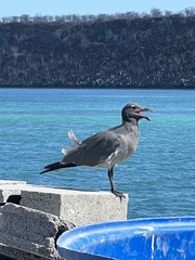 Leucophaeus fuliginosus