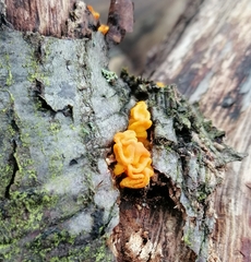 Tremella