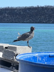 Leucophaeus fuliginosus