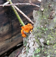 Tremella
