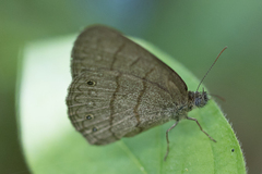 Hermeuptychia hermes