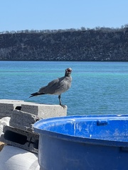 Leucophaeus fuliginosus