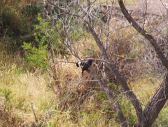 Buteogallus anthracinus
