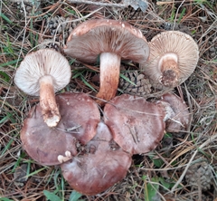 Tricholoma stans