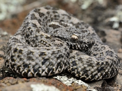 Crotalus aquilus