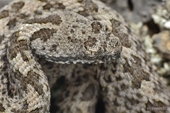 Crotalus aquilus