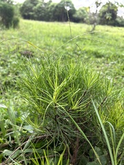 Darwiniothamnus tenuifolius