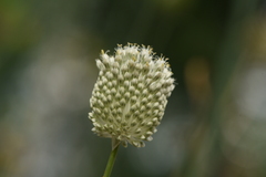 Allium guttatum