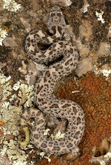 Crotalus aquilus