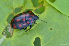 Pachycoris klugii