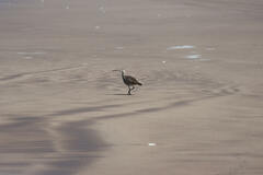 Numenius phaeopus hudsonicus