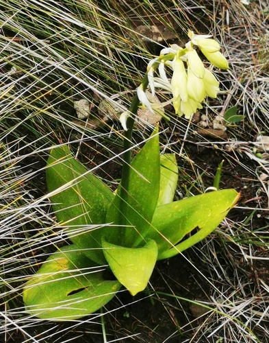 Image of Ornithogalum regale by (c) Rukaya Johaadien, some rights reserved (CC BY)